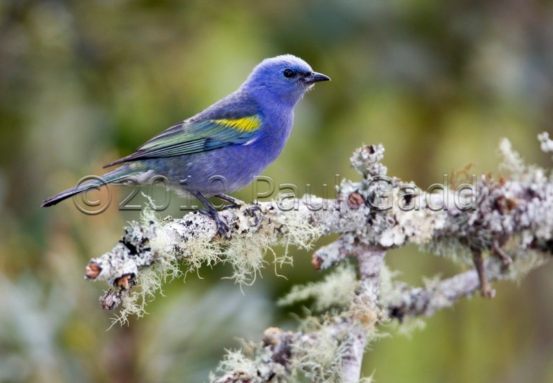 golden chevroned tanager