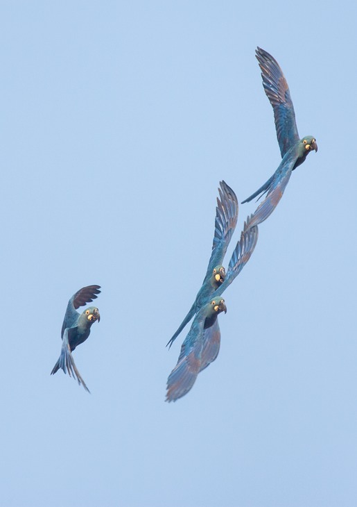 lear's macaw