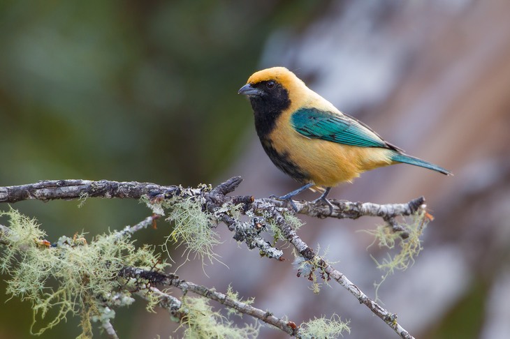 burnished buff tanager