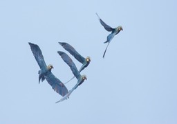 lear's macaw