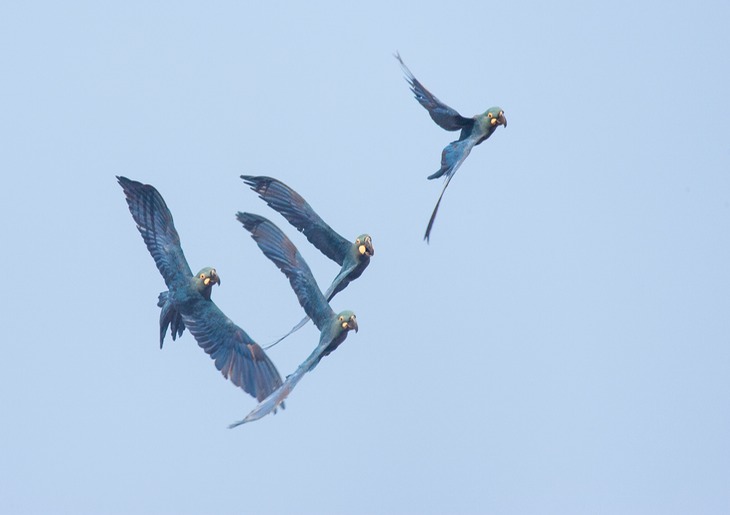 lear's macaw