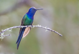 swallow tailed hummingbird