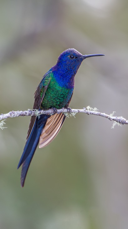 swallow tailed hummingbird