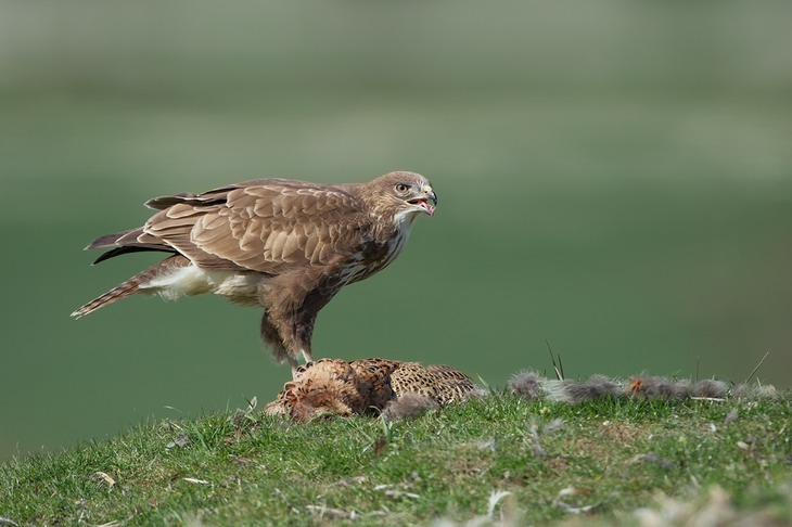 common buzzard