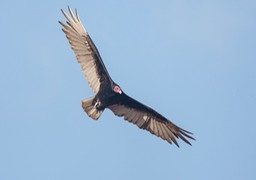 turkey vulture