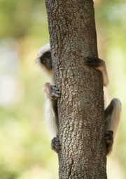 hanuman langur