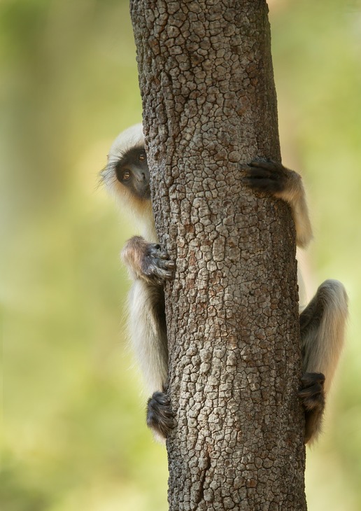 hanuman langur