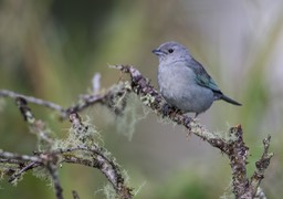 sayaca tanager