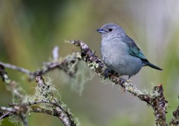 sayaca tanager