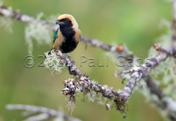 burnished buff tanager