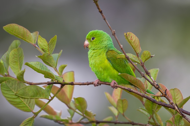 plain parakeet