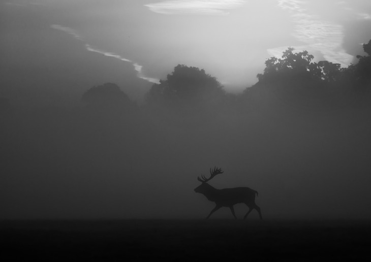 red deer