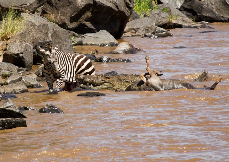 zebra