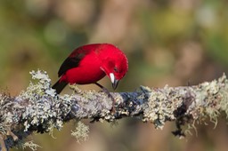 brazilian tanager