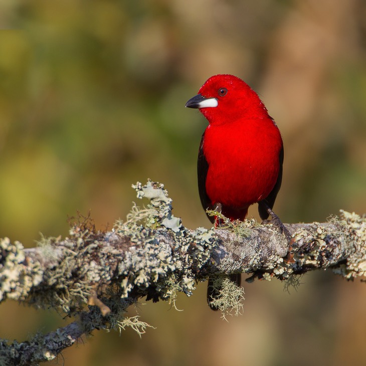 brazilian tanager