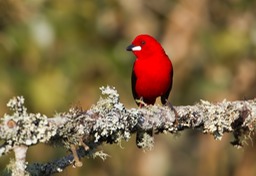 brazilian tanager