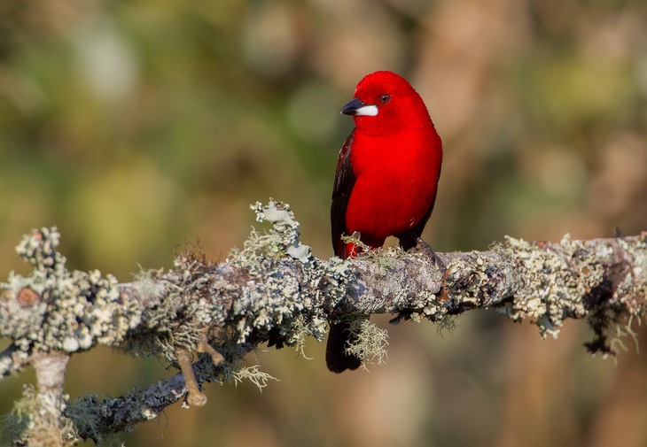 brazilian tanager