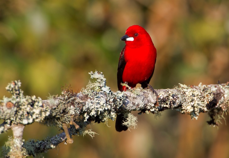 brazilian tanager