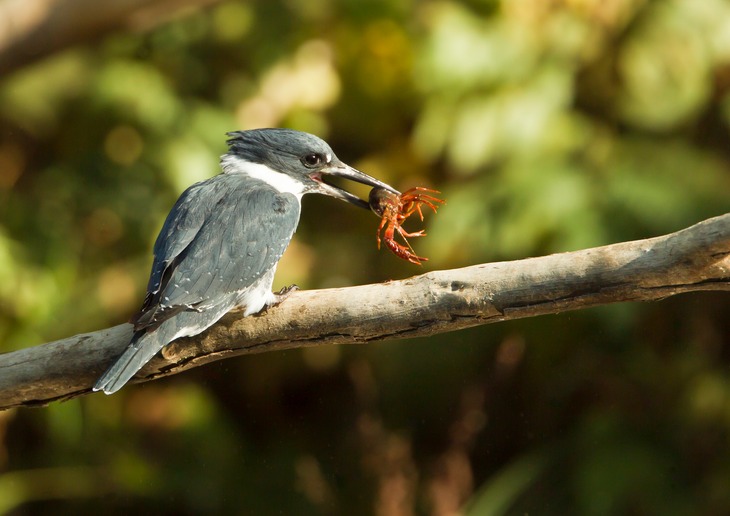 belted kingfisher