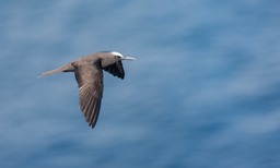 brown noddy