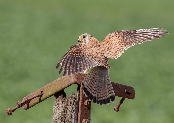 kestrel