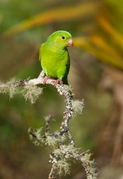 plain parakeet