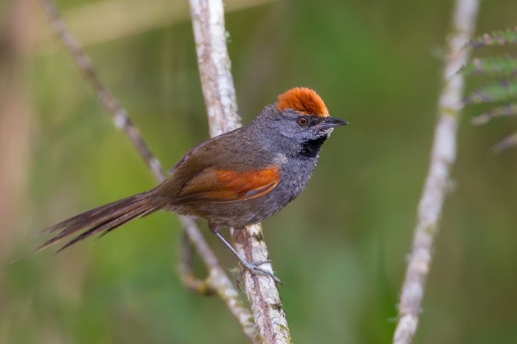 chicli spinetail