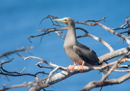 red footed booby