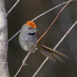 chicli spinetail