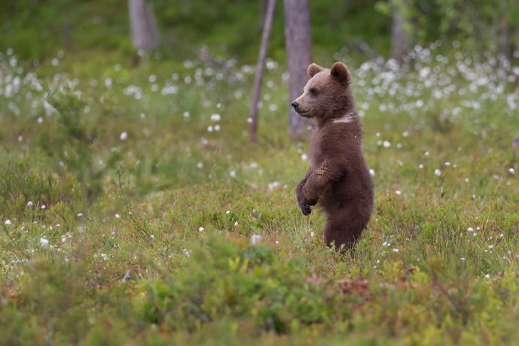 brown bear