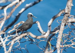 brown noddy