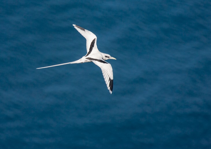 white tailed tropic bird