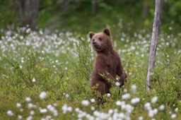 brown bear