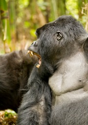 mountain gorilla