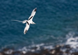 white tailed tropic bird