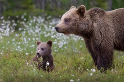 brown bear