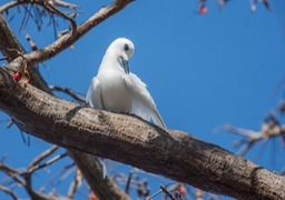 fairy tern