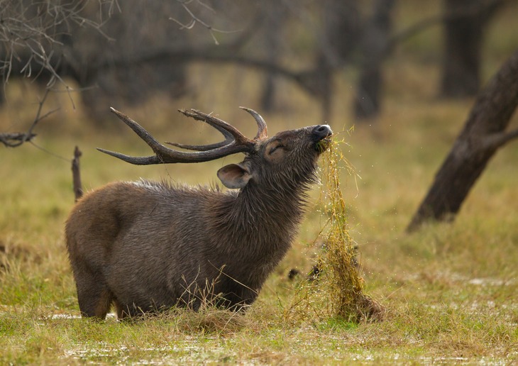 sambar