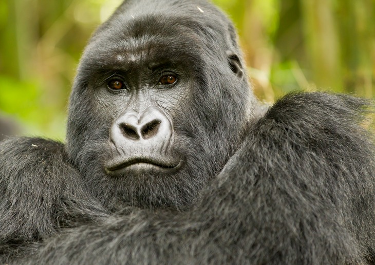 mountain gorilla