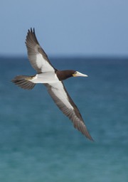 brown booby