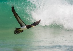 brown booby