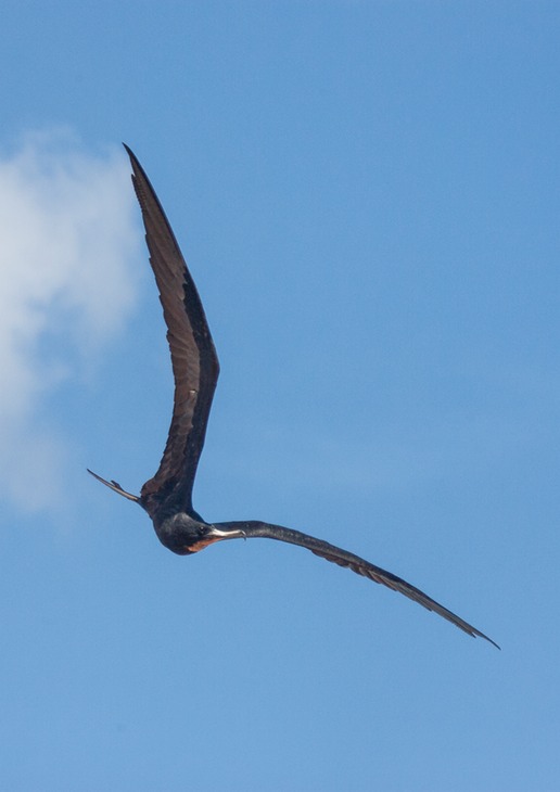 magnificent frigate bird