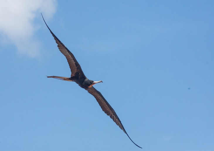 magnificent frigate bird