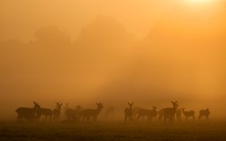 red deer