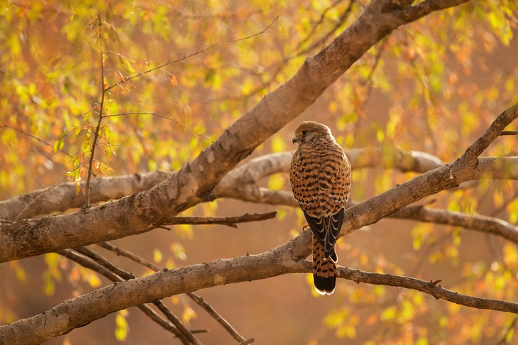 kestrel