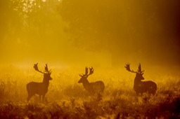 fallow deer