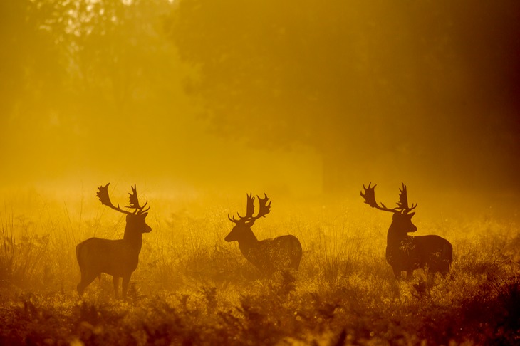 fallow deer