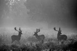 fallow deer