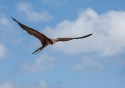 magnificent frigate bird