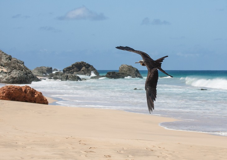 magnificent frigate bird